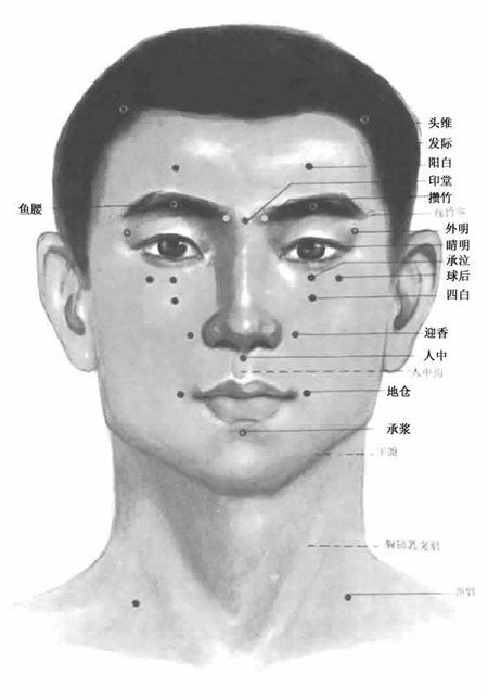 人体(tǐ)头部穴位图(正(zhèng)面) 人体(tǐ)头部穴位图(正面)