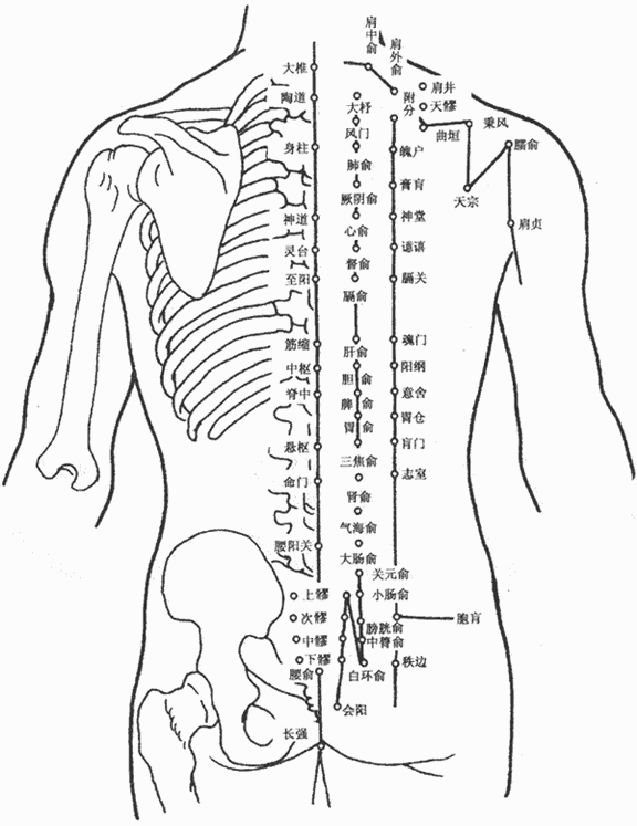 人体背部穴(xué)位图(tú) 人体背(bèi)部穴位图