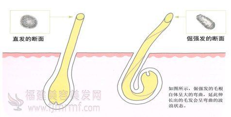 直发和(hé)倔(juè)强发(fā)-发质与毛发受损之间的(de)关系 直发(fā)和(hé)倔强(qiáng)发-发(fā)质(zhì)与(yǔ)毛发受损(sǔn)之间的关系