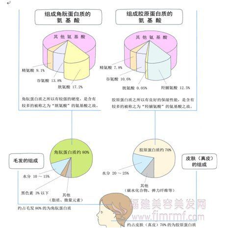 角肮蛋白质和(hé)胶原蛋白质 角肮(āng)蛋白质和胶原蛋白质