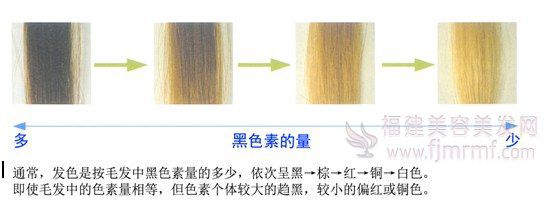 黑色素的量和毛(máo)发的颜色关(guān)系 黑色素的量和毛发(fā)的(de)颜色(sè)关系